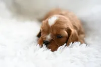 Victor, a male Cavalier King Charles Spaniel for sale in Seneca Falls, NY – Photo 2 of 6