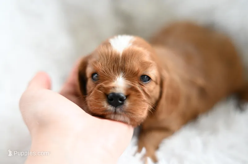 Victor – Cavalier King Charles Spaniel puppy for sale in Seneca Falls, NY