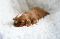 Victor, a male Cavalier King Charles Spaniel for sale in Seneca Falls, NY – Photo 5 of 6