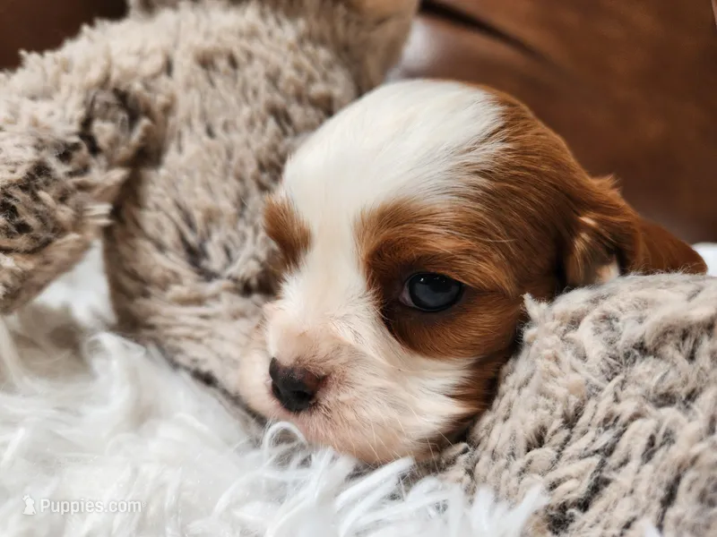 ACA Reg 'Vince' RTG May 18 – Cavalier King Charles Spaniel puppy for sale in Seneca Falls, NY