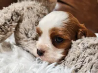 ACA Reg 'Vince' RTG May 18, a male Cavalier King Charles Spaniel for sale in Seneca Falls, NY – Photo 1 of 5