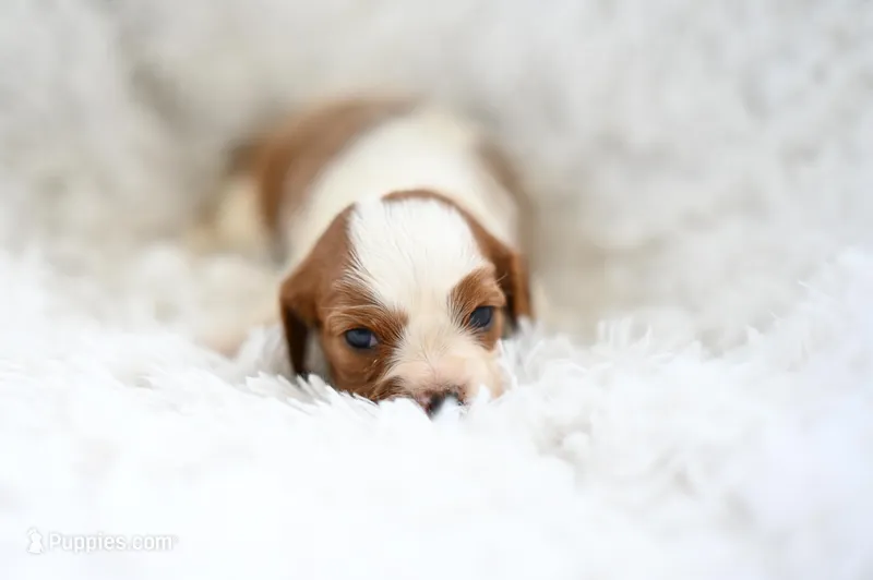 Vince, a male Cavalier King Charles Spaniel for sale in Seneca Falls, NY – Photo 1 of 3