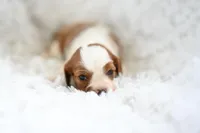 Vince, a male Cavalier King Charles Spaniel for sale in Seneca Falls, NY – Photo 1 of 3