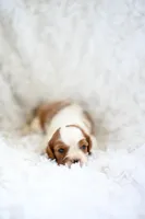 Vince, a male Cavalier King Charles Spaniel for sale in Seneca Falls, NY – Photo 2 of 3