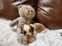 ACA Reg 'Vince' RTG May 18, a male Cavalier King Charles Spaniel for sale in Seneca Falls, NY – Photo 2 of 5