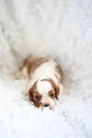 Vince, a male Cavalier King Charles Spaniel for sale in Seneca Falls, NY – Photo 3 of 3