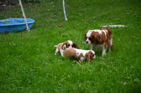 ACA Reg. 'Vance' , a male Cavalier King Charles Spaniel for sale in Seneca Falls, NY – 7 of 10