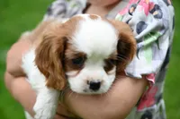 ACA Reg. 'Vance' , a male Cavalier King Charles Spaniel for sale in Seneca Falls, NY – 6 of 10