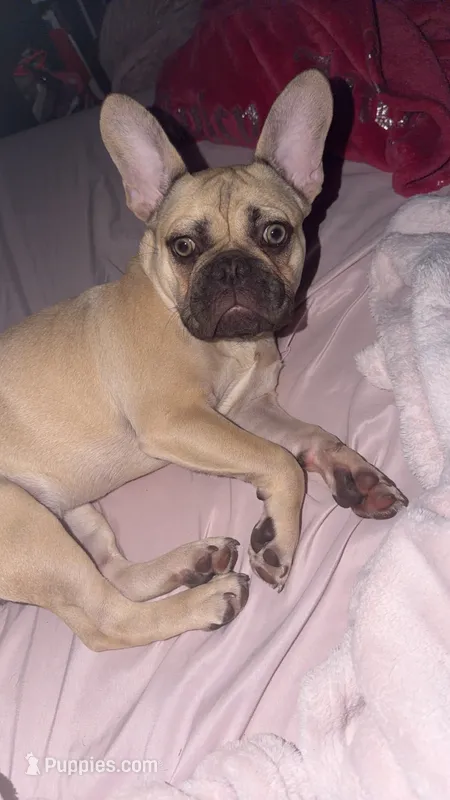 Honey – French Bulldog puppy for sale in Elgin, IL