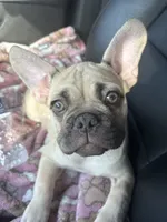 Honey, a female French Bulldog for sale in Elgin, IL – 3 of 7