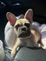 Honey, a female French Bulldog for sale in Elgin, IL – 4 of 7