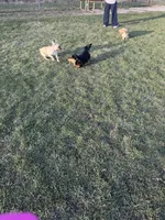 Honey, a female French Bulldog for sale in Elgin, IL – 6 of 7