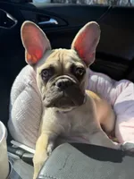 Honey, a female French Bulldog for sale in Elgin, IL – 5 of 7