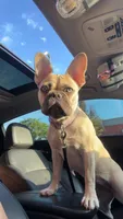 Honey, a female French Bulldog for sale in Elgin, IL – 2 of 7