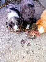 Blue eyed jacky, a female Toy Australian Shepherd and Miniature American Shepherd for sale in Oshkosh, NE – 2 of 3