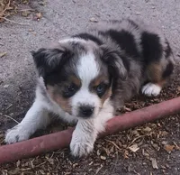Blue eyed jacky, a female Toy Australian Shepherd and Miniature American Shepherd for sale in Oshkosh, NE – 3 of 3