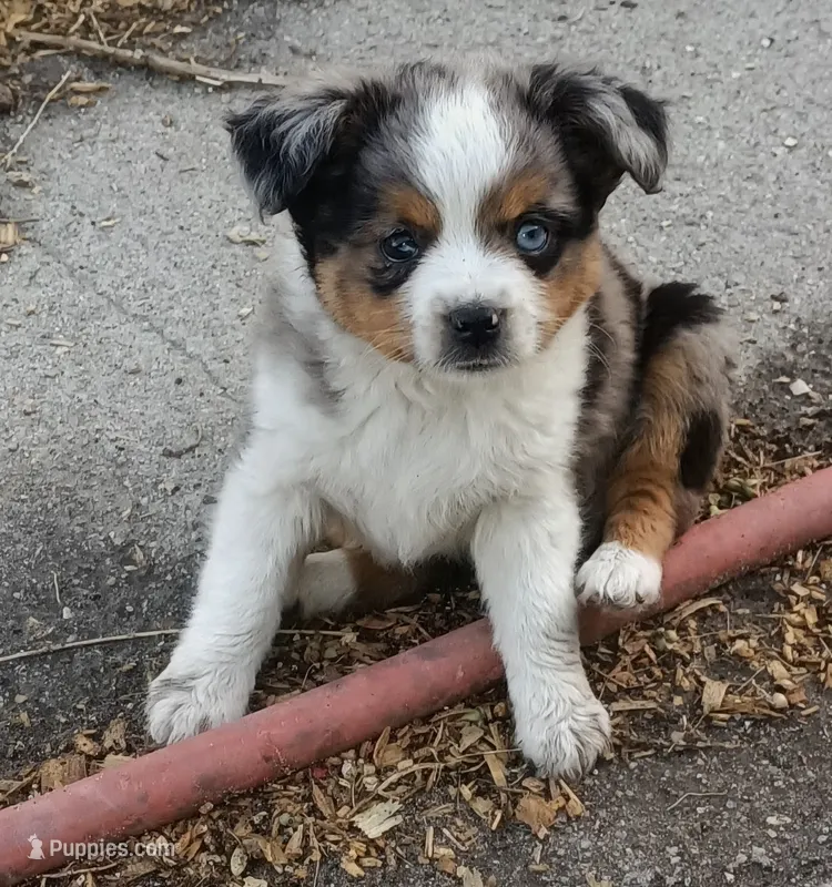 Blue eyed jacky – Toy Australian Shepherd, Miniature American Shepherd puppy for sale in Oshkosh, NE