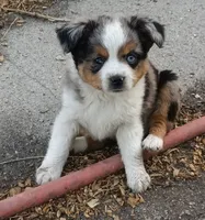 Blue eyed jacky, a female Toy Australian Shepherd and Miniature American Shepherd for sale in Oshkosh, NE – 1 of 3