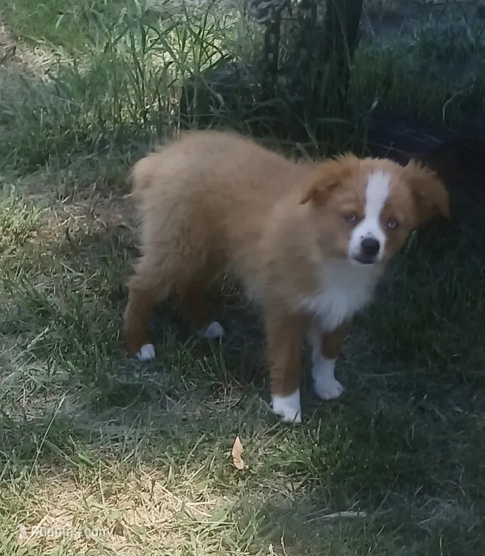 ABc's Goldy – Toy Australian Shepherd, Miniature American Shepherd puppy for sale in Oshkosh, NE