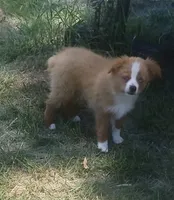 ABc's Goldy, a female Toy Australian Shepherd and Miniature American Shepherd for sale in Oshkosh, NE – 1 of 2