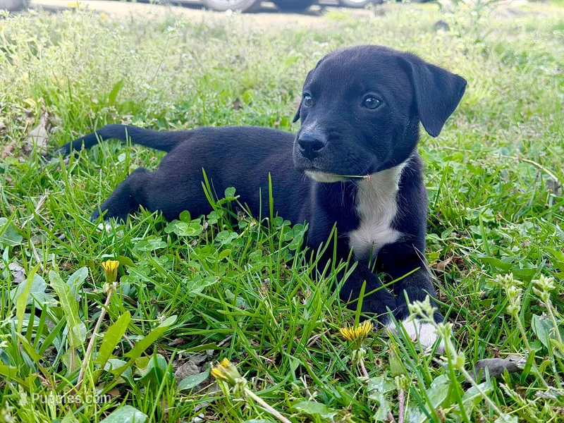 Magic – German Shepherd Dog, American Pit Bull Terrier puppy for sale in Washington, DC