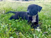 Magic, a male German Shepherd Dog and American Pit Bull Terrier for sale in Washington, DC – Photo 2 of 2