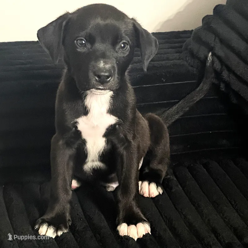 Magic – German Shepherd Dog, American Pit Bull Terrier puppy for sale in Washington, DC