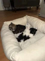 Luca, a male Pomeranian for sale in Chicago, IL – Photo 6 of 7