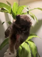 Luca, a male Pomeranian for sale in Chicago, IL – Photo 7 of 7