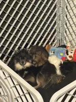 Luca, a male Pomeranian for sale in Chicago, IL – Photo 5 of 7