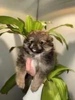 Luca, a male Pomeranian for sale in Chicago, IL – Photo 4 of 7