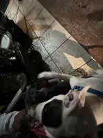 Brownie, a female American Pit Bull Terrier for sale in North Lauderdale, FL – Photo 1 of 10