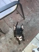 Brownie, a female American Pit Bull Terrier for sale in North Lauderdale, FL – Photo 7 of 10