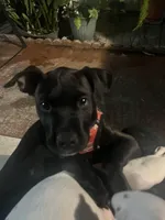 Brownie, a female American Pit Bull Terrier for sale in North Lauderdale, FL – Photo 5 of 10