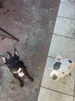 Brownie, a female American Pit Bull Terrier for sale in North Lauderdale, FL – Photo 10 of 10