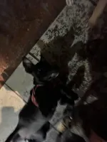 Brownie, a female American Pit Bull Terrier for sale in North Lauderdale, FL – Photo 2 of 10