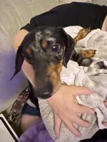 Murphy , a female Miniature Dachshund for sale in Live Oak, FL – 5 of 5
