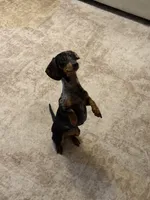 Murphy , a female Miniature Dachshund for sale in Live Oak, FL – 4 of 5