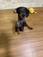 Murphy , a female Miniature Dachshund for sale in Live Oak, FL – 2 of 5