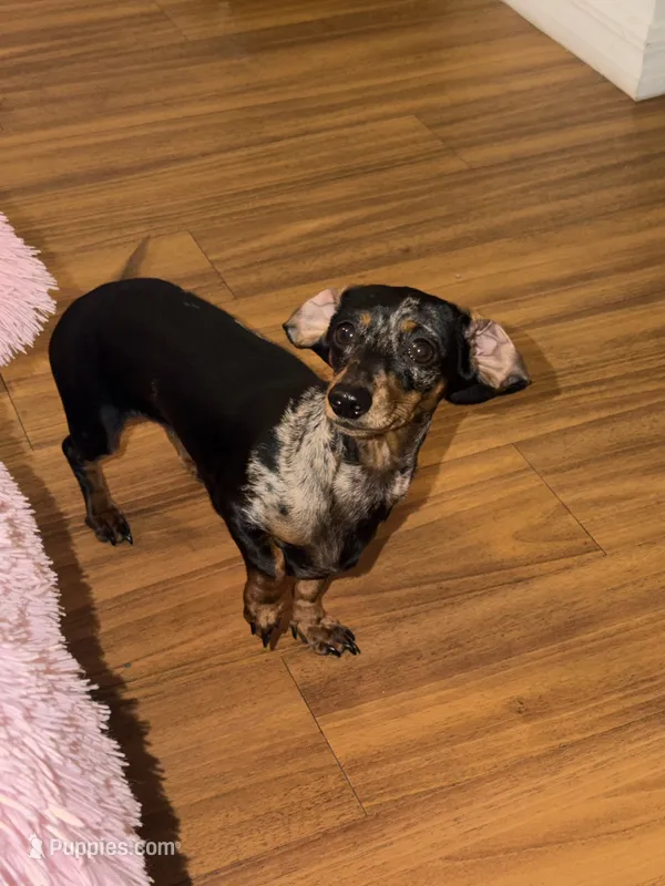 Murphy  – Miniature Dachshund puppy for sale in Live Oak, FL
