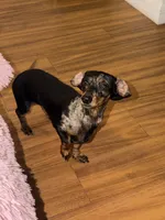 Murphy , a female Miniature Dachshund for sale in Live Oak, FL – 1 of 5