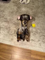 Murphy , a female Miniature Dachshund for sale in Live Oak, FL – 3 of 5