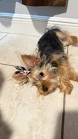 Gigi, a female Yorkshire Terrier for sale in Port Saint Lucie, FL – 3 of 4