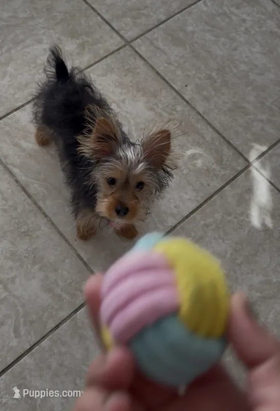 Gigi – Yorkshire Terrier puppy for sale in Port Saint Lucie, FL