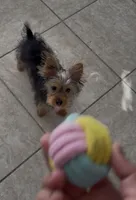 Gigi, a female Yorkshire Terrier for sale in Port Saint Lucie, FL – 1 of 4