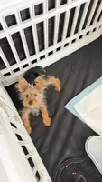 Gigi, a female Yorkshire Terrier for sale in Port Saint Lucie, FL – 2 of 4
