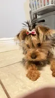 Gigi, a female Yorkshire Terrier for sale in Port Saint Lucie, FL – 4 of 4