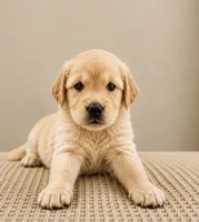 River, a female Golden Retriever for sale in Maui, HI – 1 of 4
