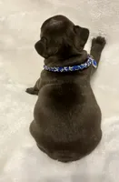 LUNA, a female French Bulldog for sale in Asheboro, NC – Photo 6 of 8