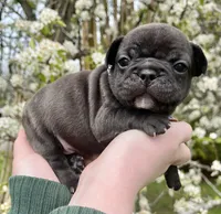 LUNA, a female French Bulldog for sale in Asheboro, NC – Photo 2 of 8